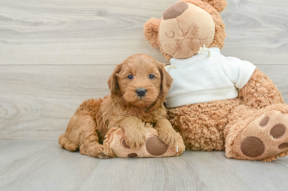 6 week old Mini Goldendoodle Puppy For Sale - Puppy Love PR