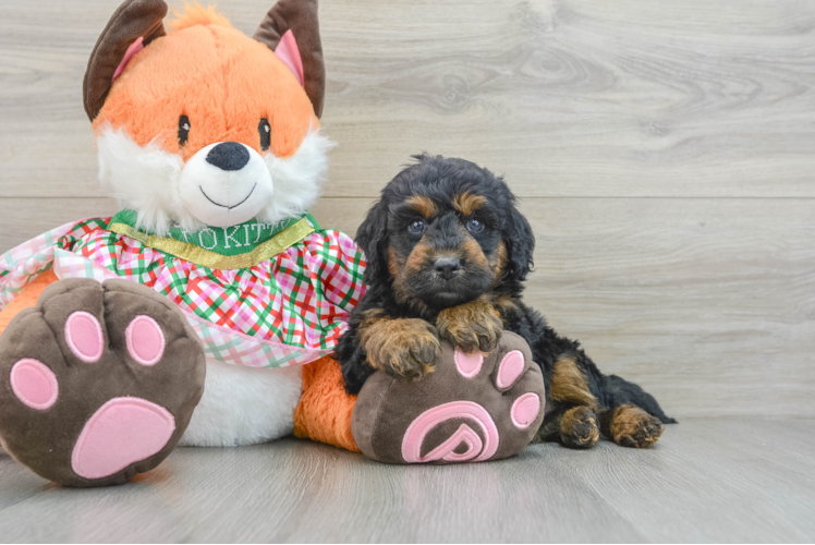 Meet Vernon - our Mini Goldendoodle Puppy Photo 1/3 - Puppy Love PR Adorable Golden Retriever Poodle Mix Poodle Mix Puppy