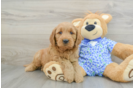 Best Mini Goldendoodle Baby