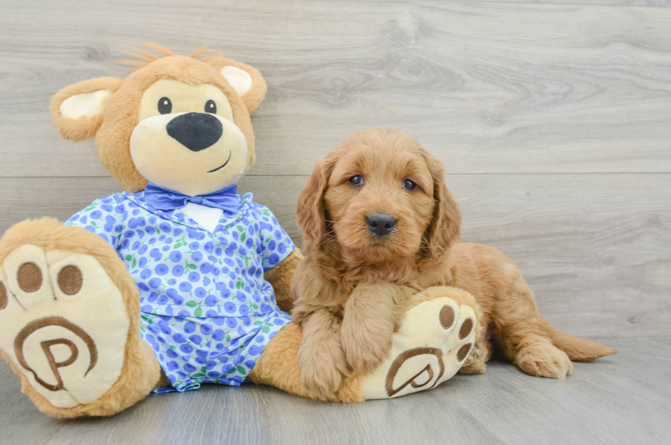 5 week old Mini Goldendoodle Puppy For Sale - Puppy Love PR