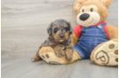 Mini Goldendoodle Puppy for Adoption