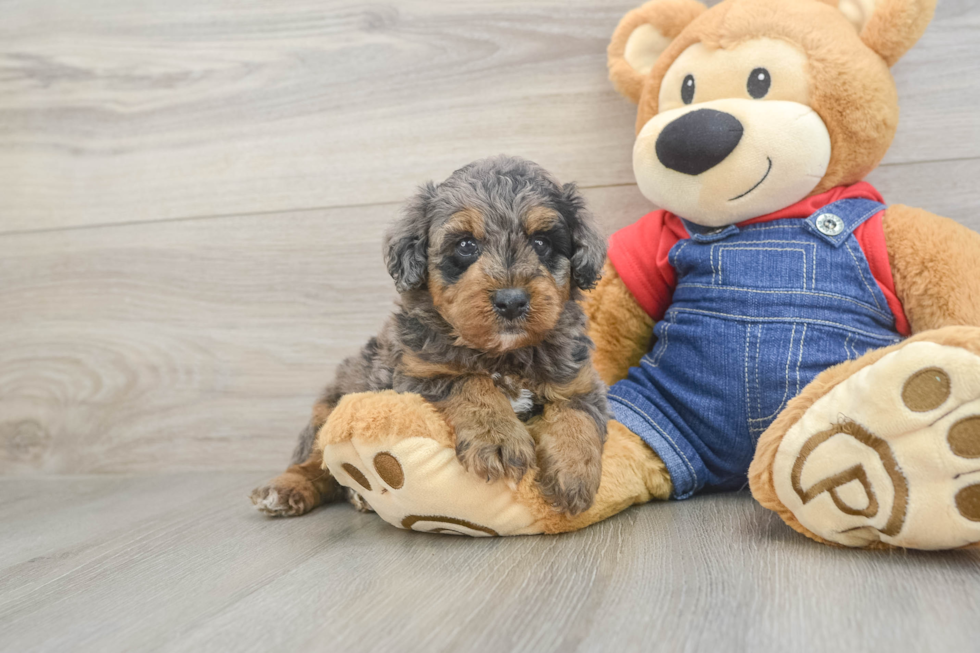 Mini Goldendoodle Puppy for Adoption