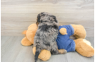 Mini Goldendoodle Puppy for Adoption