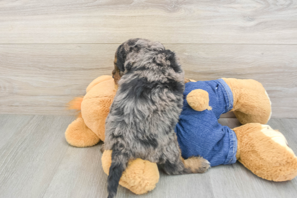 Mini Goldendoodle Puppy for Adoption