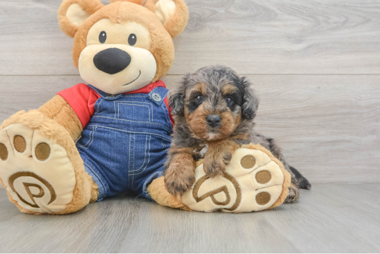 Mini Goldendoodle Puppy for Adoption