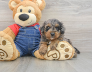 8 week old Mini Goldendoodle Puppy For Sale - Puppy Love PR