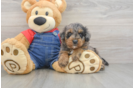 Mini Goldendoodle Puppy for Adoption