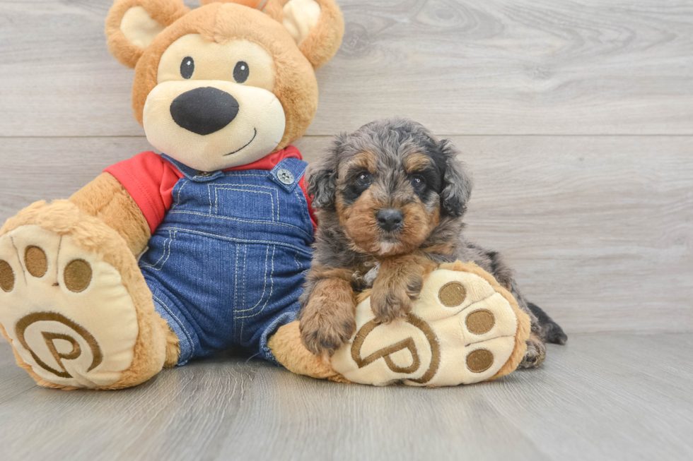 Mini Goldendoodle Puppy for Adoption