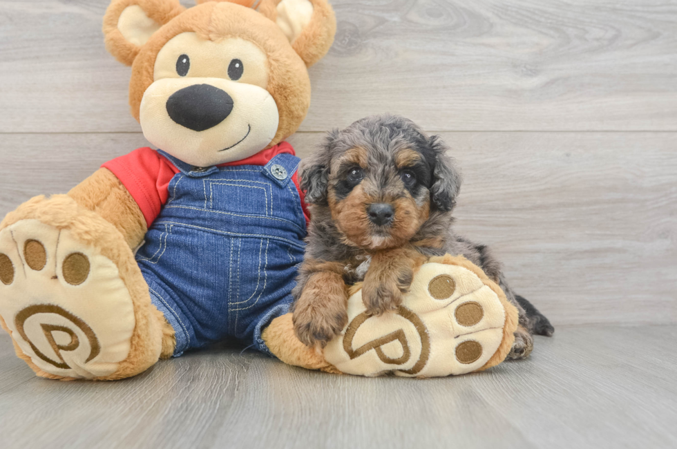5 week old Mini Goldendoodle Puppy For Sale - Puppy Love PR