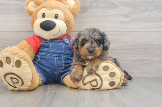 Mini Goldendoodle Puppy for Adoption