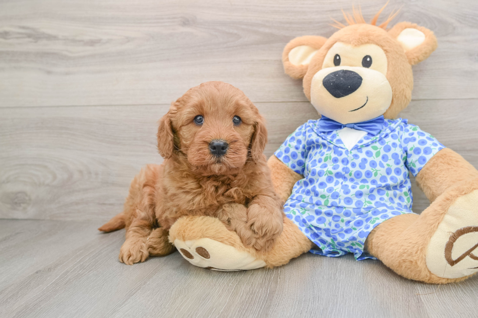 Mini Goldendoodle Puppy for Adoption