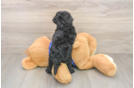 Mini Goldendoodle Puppy for Adoption