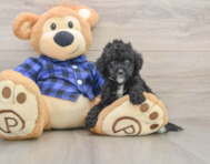 8 week old Mini Goldendoodle Puppy For Sale - Puppy Love PR