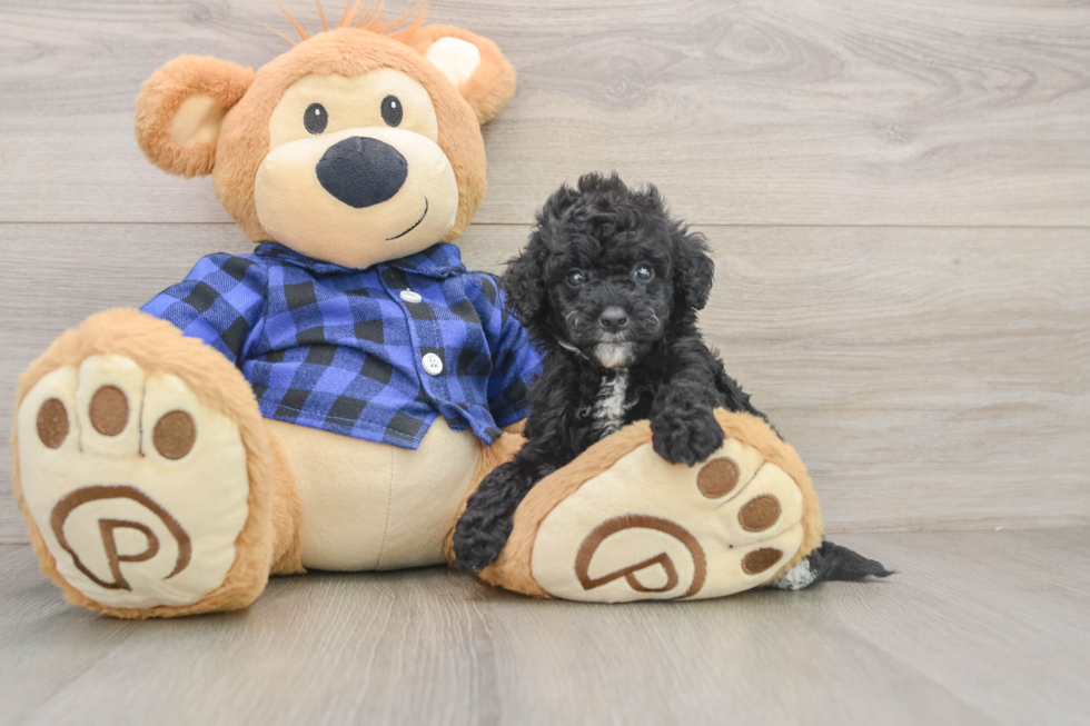 Mini Goldendoodle Pup Being Cute