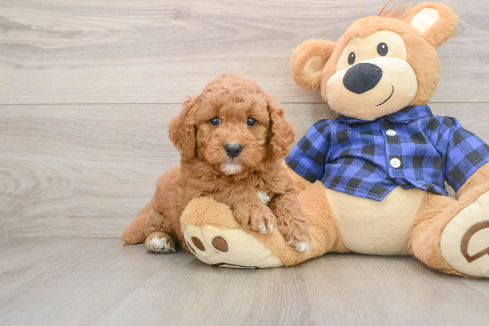 Funny Mini Goldendoodle Poodle Mix Pup