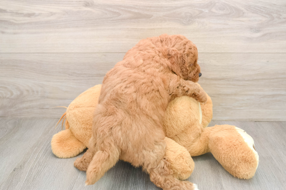Mini Goldendoodle Pup Being Cute