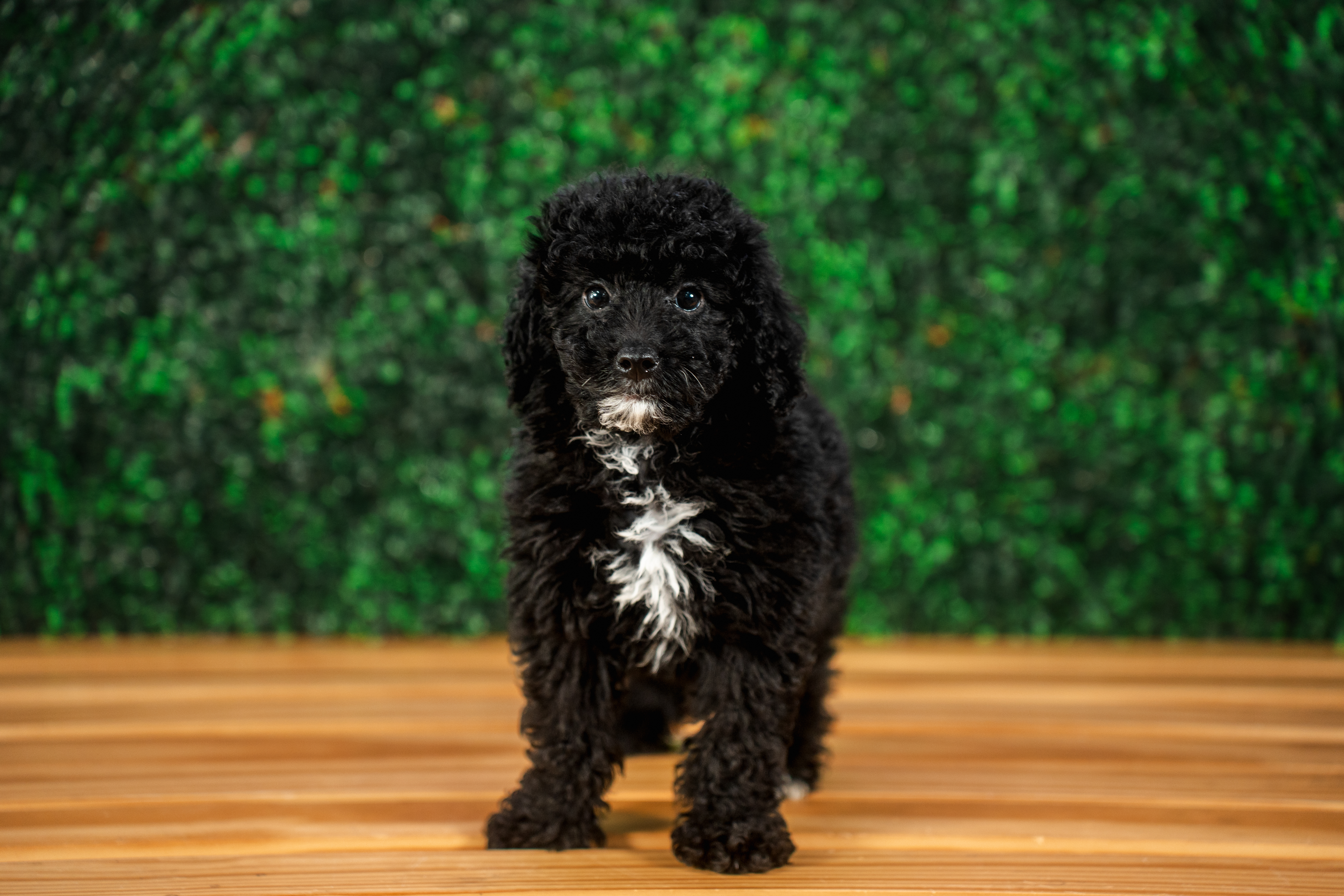 Best Mini Goldendoodle Baby