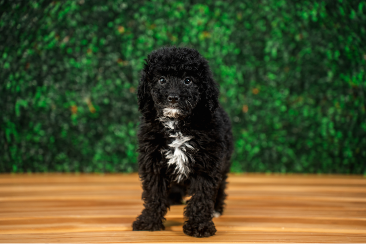 Best Mini Goldendoodle Baby