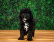 10 week old Mini Goldendoodle Puppy For Sale - Puppy Love PR