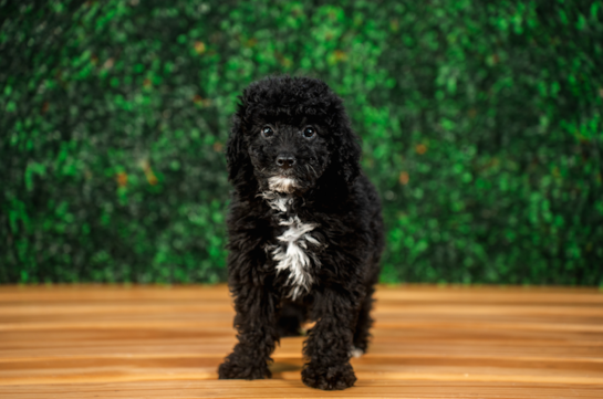 Best Mini Goldendoodle Baby