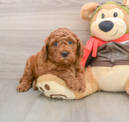 7 week old Mini Goldendoodle Puppy For Sale - Puppy Love PR