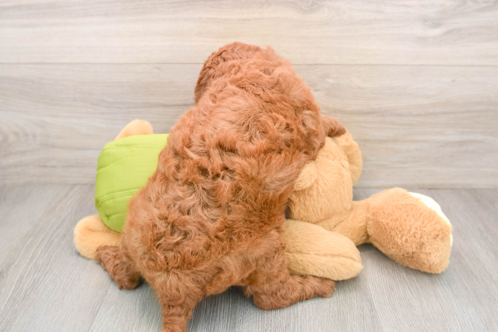 Hypoallergenic Mini Goldiepoo Poodle Mix Puppy