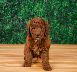 9 week old Mini Goldendoodle Puppy For Sale - Puppy Love PR