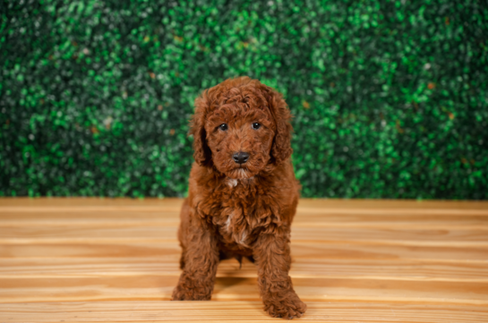 Cute Mini Groodle Poodle Mix Puppy