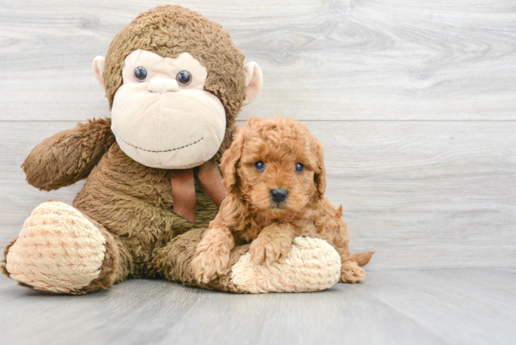 Little Golden Retriever Poodle Mix Puppy