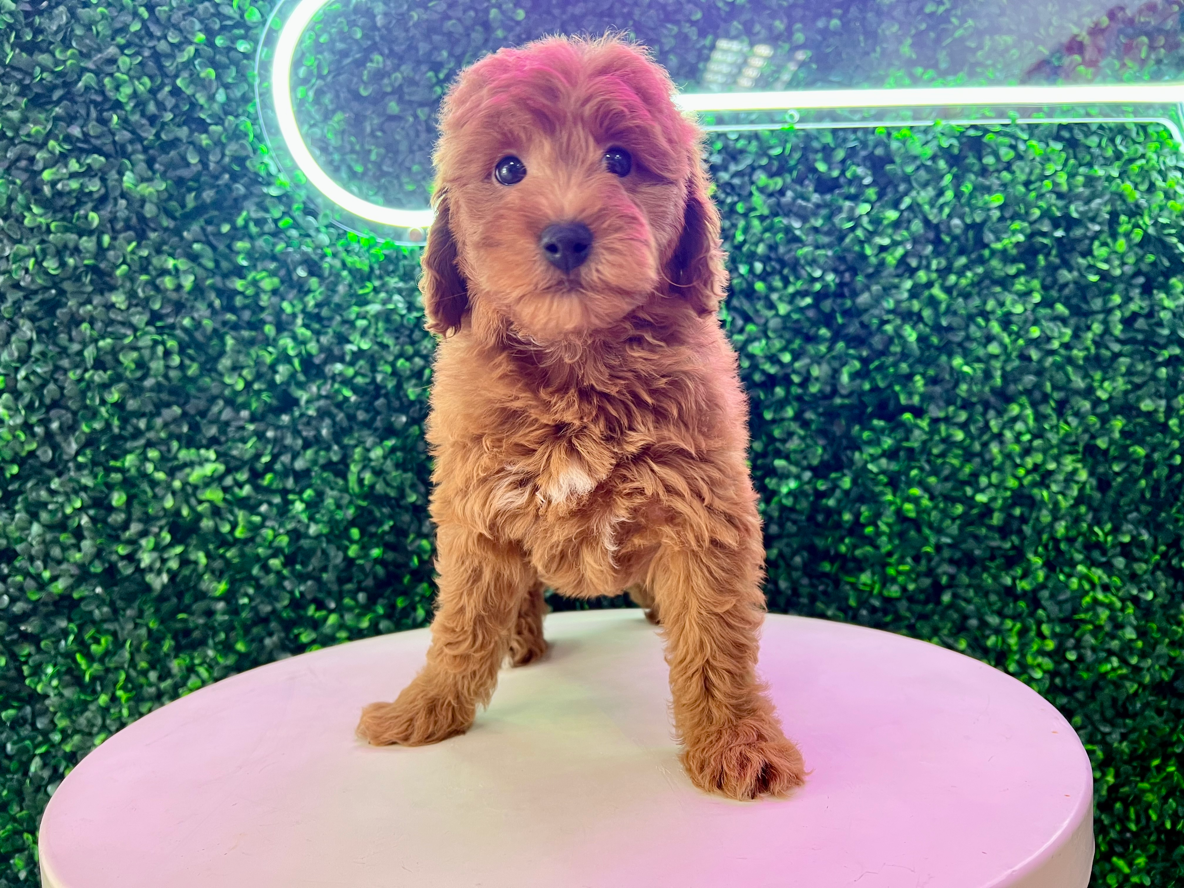 Mini Goldendoodle Puppy for Adoption