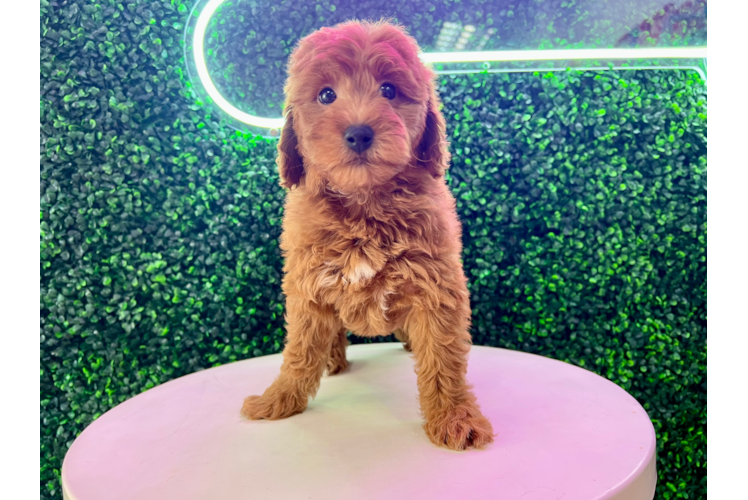 Meet Veronica - our Mini Goldendoodle Puppy Photo 1/4 - Puppy Love PR Mini Goldendoodle Puppy for Adoption