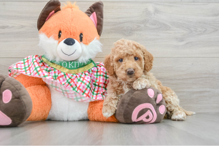 Meet Veronica - our Mini Goldendoodle Puppy Photo 1/3 - Puppy Love PR Cute Mini Goldendoodle Baby