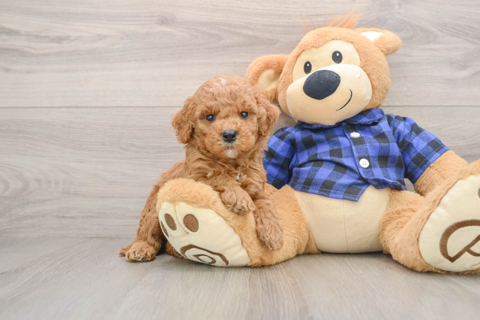 Mini Goldendoodle Puppy for Adoption