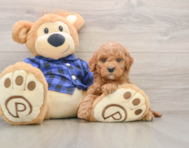 6 week old Mini Goldendoodle Puppy For Sale - Puppy Love PR