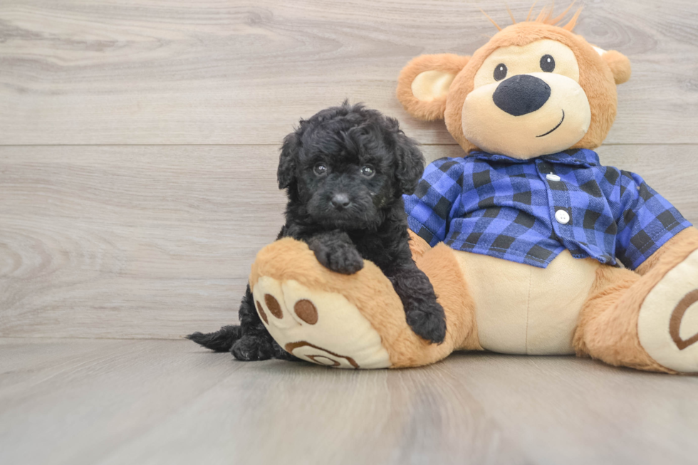 Fluffy Mini Goldendoodle Poodle Mix Pup