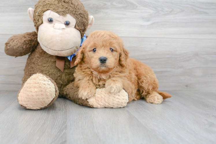 Meet Veronica - our Mini Goldendoodle Puppy Photo 1/2 - Puppy Love PR Best Mini Goldendoodle Baby