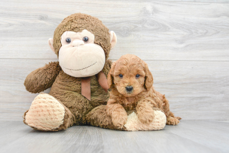 Sweet Mini Goldendoodle Baby