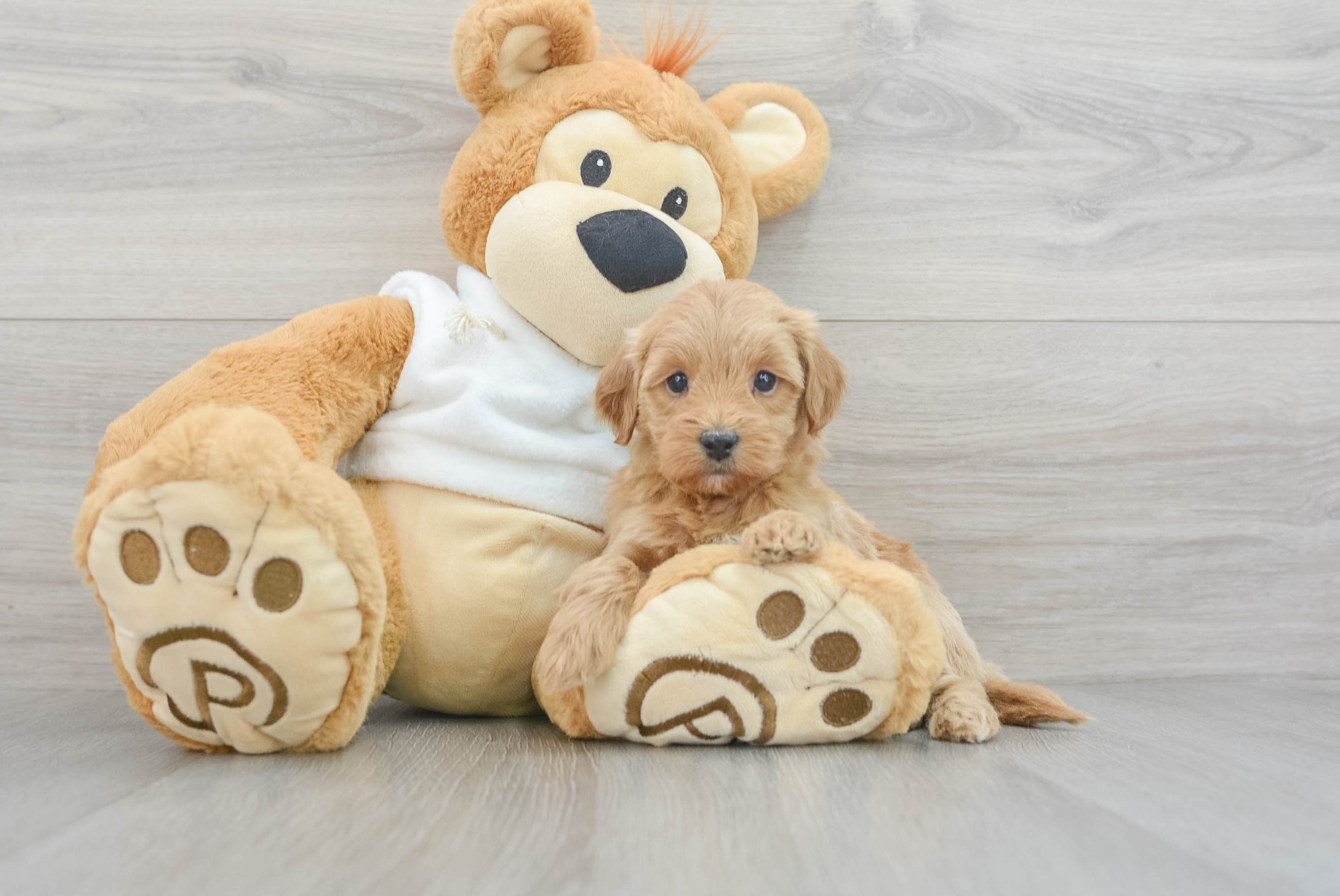 Sweet Mini Goldendoodle Baby
