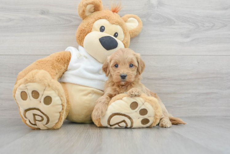 Meet Vida - our Mini Goldendoodle Puppy Photo 1/3 - Puppy Love PR Sweet Mini Goldendoodle Baby