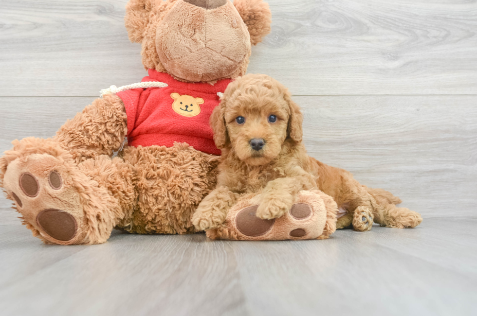 9 week old Mini Goldendoodle Puppy For Sale - Puppy Love PR