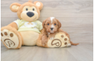 Cute Mini Goldendoodle Baby