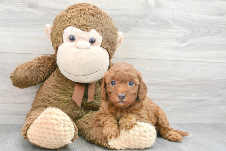 Meet Viola - our Mini Goldendoodle Puppy Photo 1/3 - Puppy Love PR Petite Mini Goldendoodle Poodle Mix Pup