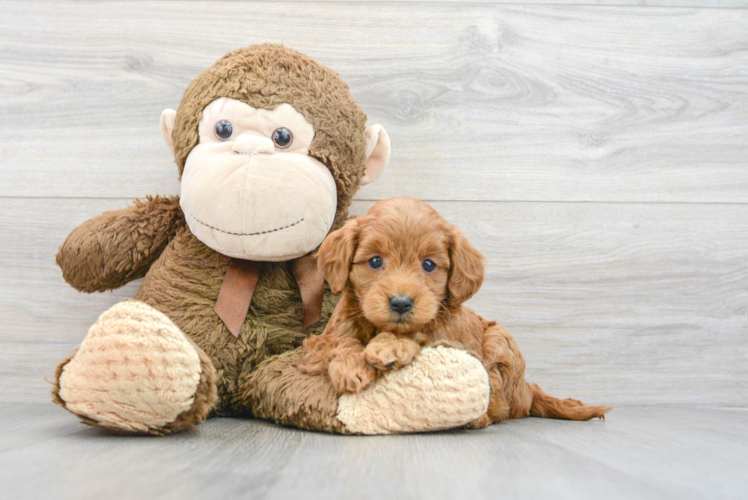 Small Mini Goldendoodle Baby