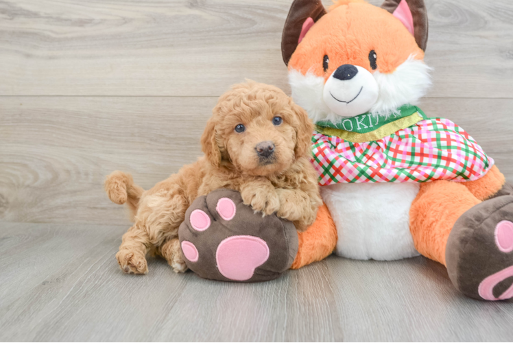Meet Viola - our Mini Goldendoodle Puppy Photo 1/3 - Puppy Love PR Funny Mini Goldendoodle Poodle Mix Pup