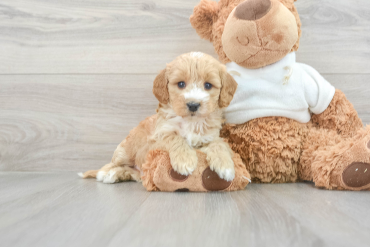 Best Mini Goldendoodle Baby