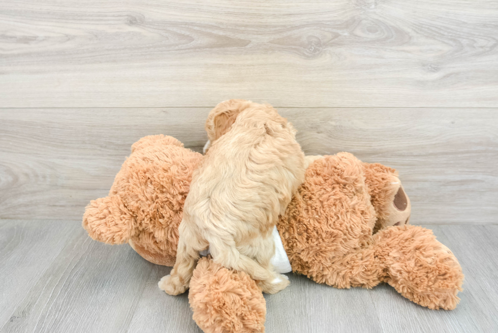 Friendly Mini Goldendoodle Baby