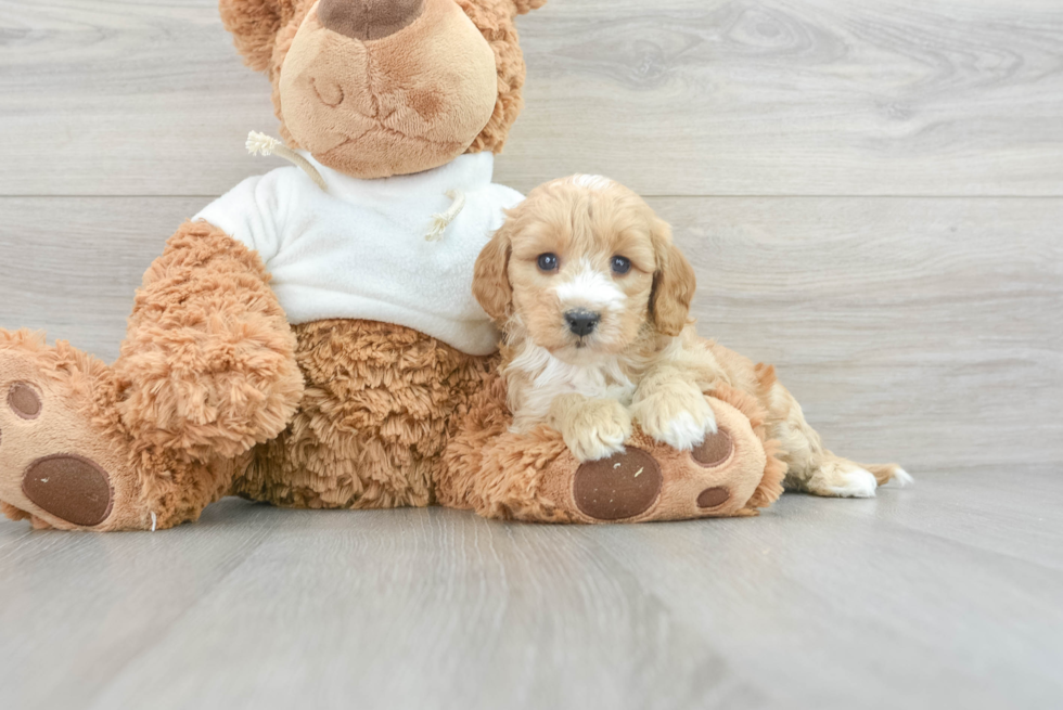 Mini Goldendoodle Puppy for Adoption