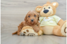 Best Mini Goldendoodle Baby