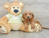 7 week old Mini Goldendoodle Puppy For Sale - Puppy Love PR