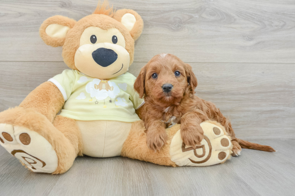 7 week old Mini Goldendoodle Puppy For Sale - Puppy Love PR